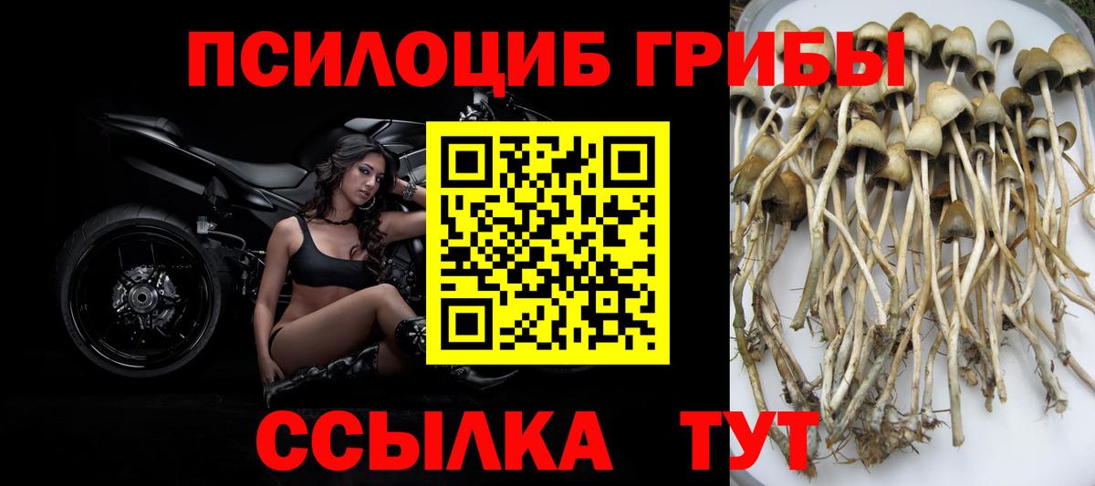 Дубна  наркотики  Псилоцибиновые грибы мухоморы  Вход с VPN  Псилоцибиновые грибы Psilocybe 